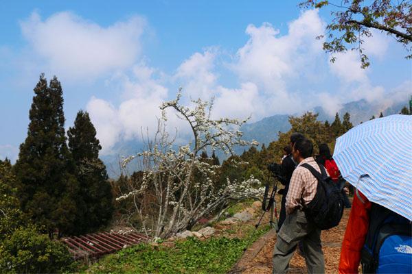 阿里山森林遊樂區